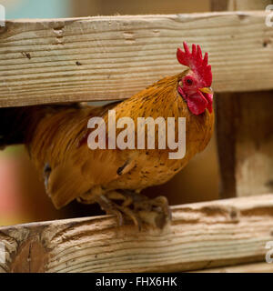 rooster,bantam Stock Photo