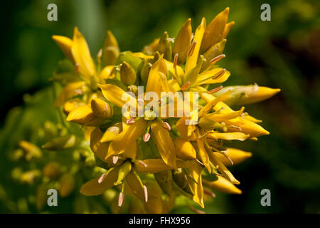 Great Yellow Gentian Stock Photo