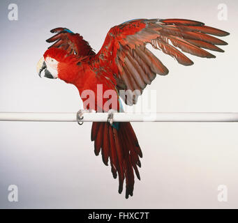 Scarlet Macaw, ara macao, large red parrot perched on pole with open wing and tail feathers open.