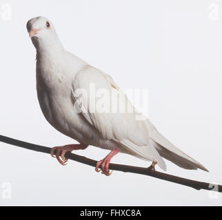 White Dove (Columbiformes) perched on tree branch, side view Stock Photo