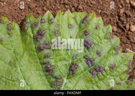 Erineum leaf mite Stock Photo