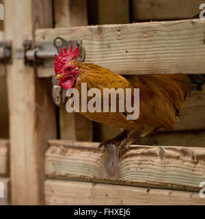 Bantam Cockerel in barn Stock Photo