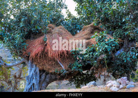 hay laid to dry on a tree in rural Rajasthan, India Stock Photo
