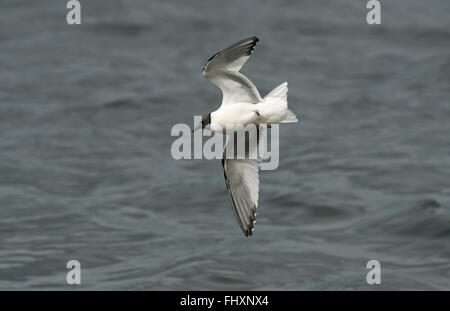 Sabine's Gull adult in summer plumage Stock Photo