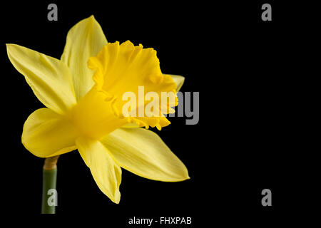 Yellow daffodil on a black background Stock Photo