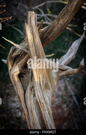 Dead Tree Stump on Rough Horsetail Trail, Red Rock Canyon S.P., OK Stock Photo