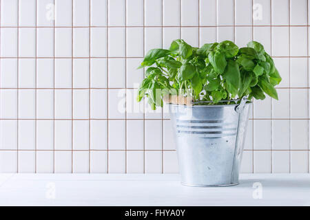 Fresh Basil branch in metal pot over kitchen table with white tiled wall at background. Stock Photo