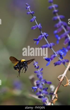 BUMBLE BEE in flight - NEW MEXICO Stock Photo