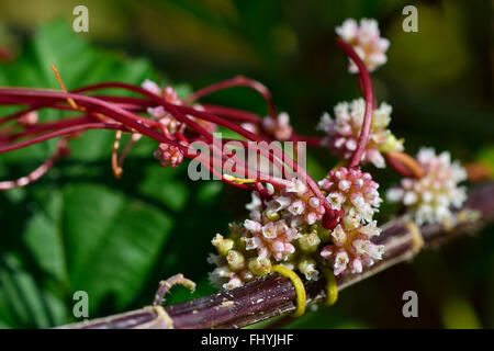 Common dodder (Cuscuta epithymum). Parasitic plant in the family Convolulaceae, growing around nettle stems. Stock Photo