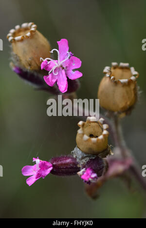 Red campion (Silene dioica). A delicate flower in the family Caryophyllaceae, seen from a low angle amongst grass Stock Photo