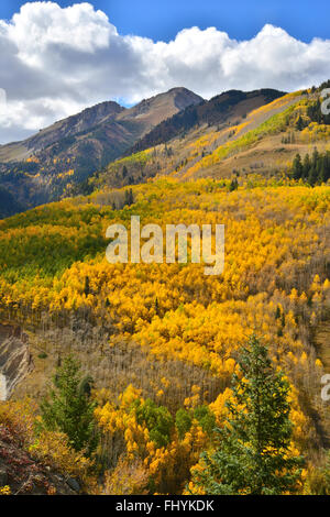 Fall color comes to Colorado along HWY 145 south of Telluride, Colorado, but north of Lizard Head Pass. Stock Photo