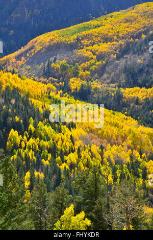 Fall color comes to Colorado along HWY 145 south of Telluride, Colorado, but north of Lizard Head Pass. Stock Photo