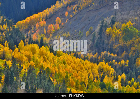 Fall color comes to Colorado along HWY 145 south of Telluride, Colorado, but north of Lizard Head Pass. Stock Photo