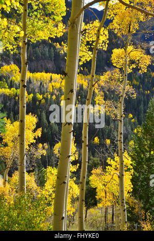 Fall color comes to Colorado along HWY 145 south of Telluride, Colorado, but north of Lizard Head Pass. Stock Photo