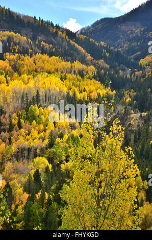 Fall color comes to Colorado along HWY 145 south of Telluride, Colorado, but north of Lizard Head Pass. Stock Photo