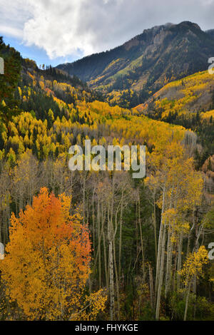 Fall color comes to Colorado along HWY 145 south of Telluride, Colorado, but north of Lizard Head Pass. Stock Photo