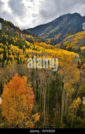 Fall color comes to Colorado along HWY 145 south of Telluride, Colorado, but north of Lizard Head Pass. Stock Photo