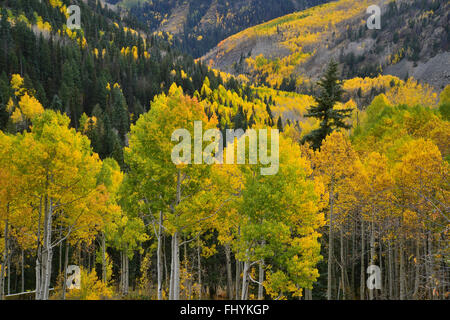 Fall color comes to Colorado along HWY 145 south of Telluride, Colorado, but north of Lizard Head Pass. Stock Photo
