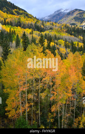 Fall color comes to Colorado along HWY 145 south of Telluride, Colorado, but north of Lizard Head Pass. Stock Photo