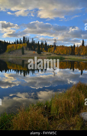 Fall color scenes along Big Cimarron Road up to Silver Jack Reservoir and Owl Creek Pass, 20 miles south of HWY 50 in Colorado Stock Photo