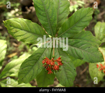 Rauvolfia serpentina,  Indian snakeroot, Sarpagandha, small shrub with elliptic leaves in whorls of 3-6, important in medicine Stock Photo