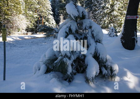 Snow covered conifer trees soon after fresh snow in Ash Creek wild life area, California with beautiful lakes, mountain terrains Stock Photo