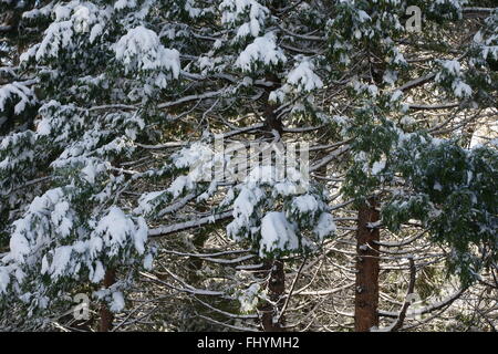 Snow covered conifer trees soon after fresh snow in Ash Creek wild life area California with beautiful lakes, mountain terrains Stock Photo