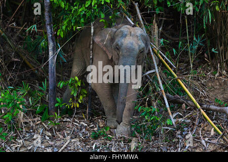A WILD ELEPHANT comes to visit in the Wildlife Sanctuary on Klong Saeng of CHEOW EN LAKE in KHAO SOK NATIONAL PARK - THAILAND Stock Photo