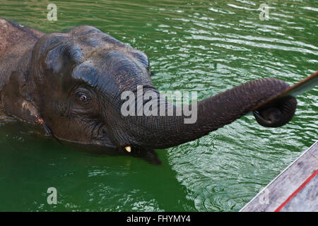 A WILD ELEPHANT comes to visit in the Wildlife Sancturary on Klong Saeng of CHEOW EN LAKE in KHAO SOK NATIONAL PARK - THAILAND Stock Photo