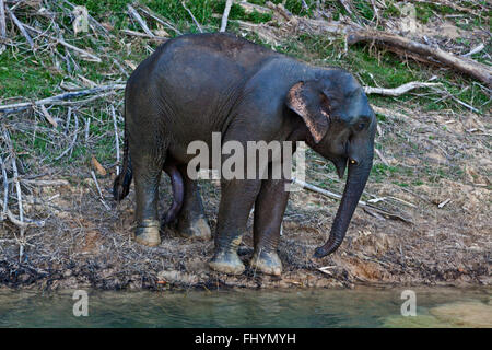 A WILD ELEPHANT comes to visit in the Wildlife Sancturary on Klong Saeng of CHEOW EN LAKE in KHAO SOK NATIONAL PARK - THAILAND Stock Photo