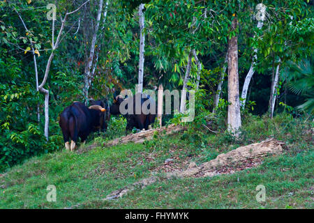 Wild CATTLE on the shore of CHEOW EN LAKE in KHAO SOK NATIONAL PARK - THAILAND Stock Photo