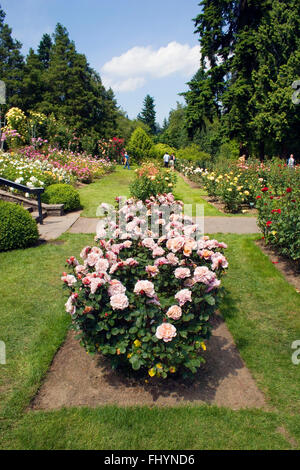 The Portland Rose Garden also known as the INTERNATIONAL ROSE TEST GARDEN has more than 8,000 rose plants - PORTLAND, OREGON Stock Photo