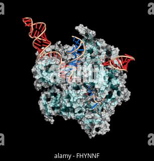 CRISPR-CAS9 gene editing complex from Streptococcus pyogenes The Cas9 nuclease protein (white and green) uses a guide RNA (red) Stock Photo