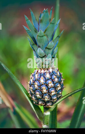 Pineapple (Ananas comosus) fruit growing on plant, close up. Stock Photo