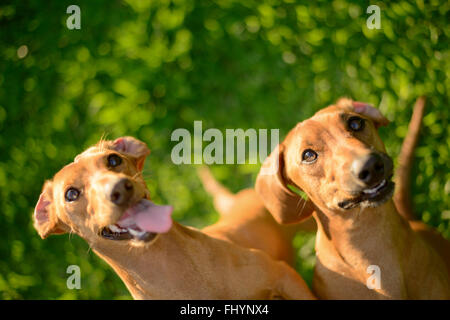 Portrait of two dogs, high angle. Stock Photo