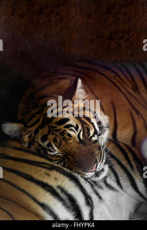 A BENGAL TIGER (Panthera tigris altaica) and its mate at the SAN DIEGO ZOO - CALIFORNIA Stock Photo