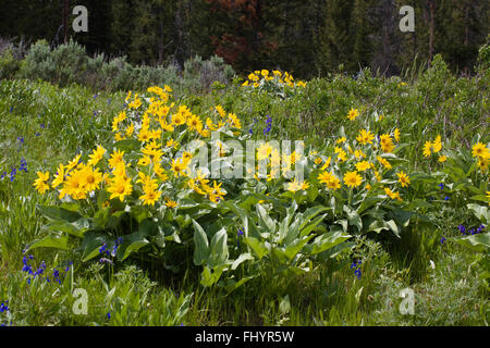 BALSAMROOT (Balsamorhiza sagittata) or ARROWLEAF BALSAMROOT plants turn the hillsides yellow in the ROCKY MOUNTAINS - MONTANA Stock Photo