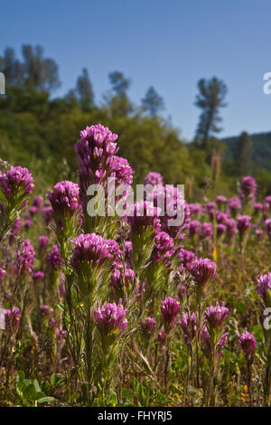 OWLS CLOVER blooms in a pasture in a  Coastal Range cattle ranch in central CALIFORNIA Stock Photo