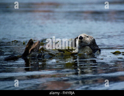 SEA OTTER (Enhydra lutris) wrapped in kelp (Macrocystis pyrifera) - MONTEREY BAY, CALIFORNIA Stock Photo