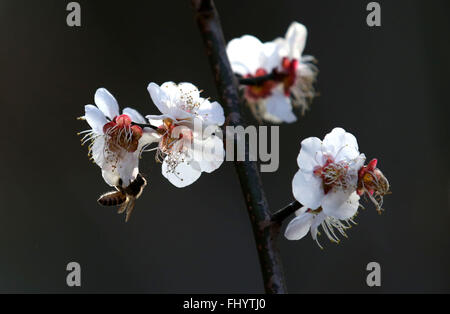 Nanjing, China's Jiangsu Province. 27th Feb, 2016. A bee gathers honey on a plum blossom in Nanjing, capital of east China's Jiangsu Province, Feb. 27, 2016. Credit:  Wang Xin/Xinhua/Alamy Live News Stock Photo