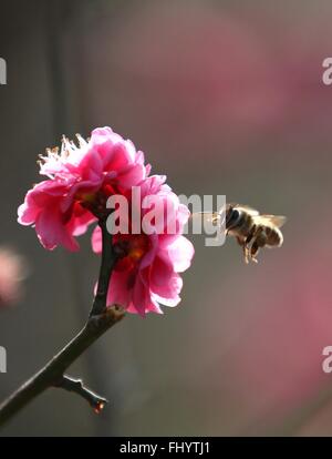 Nanjing, China's Jiangsu Province. 27th Feb, 2016. A bee gathers honey on a plum blossom in Nanjing, capital of east China's Jiangsu Province, Feb. 27, 2016. Credit:  Wang Xin/Xinhua/Alamy Live News Stock Photo