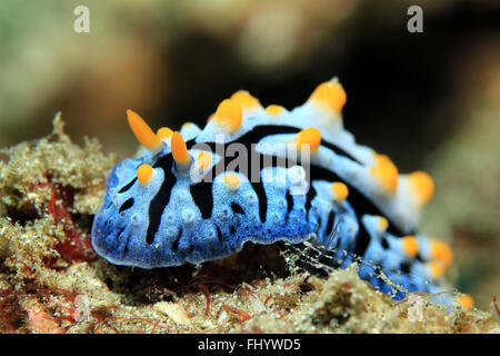 Varicose Wart Slug (Phyllidia Varicosa). Padang Bai, Bali, Indonesia Stock Photo