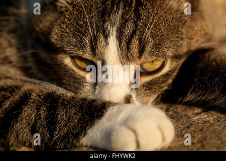 young striped cat sleepy on concrete stairs Stock Photo