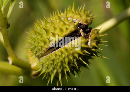intensely poisonous thornapple (Datura stramonium) in garden Stock Photo