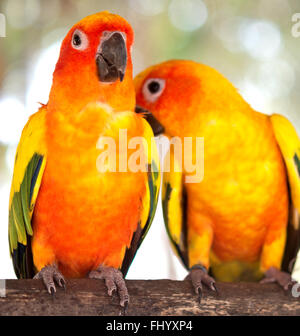 pair of parrots on a branch Stock Photo