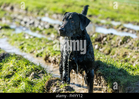 Black Labrador dog playing in muddy puddles Stock Photo