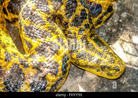 a yellow boa constrictor