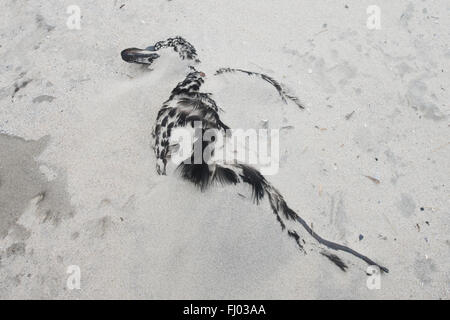 Common eider duck (Somateria mollissima), dead, covered by sand, Langeoog, East Frisia, Lower Saxony, Germany Stock Photo