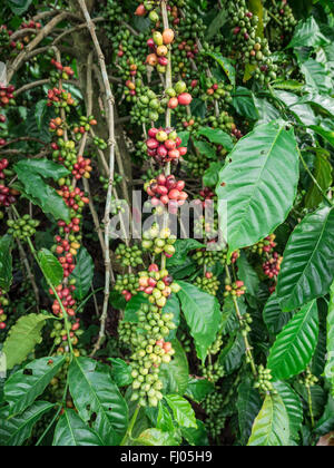 Coffee seeds in a plantation, Thailand.