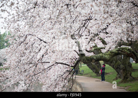 WASHINGTON DC, USA - A woman takes a photo of the cherry blossoms in bloom along the Tidal Basin walkway in Washington DC. Stock Photo
